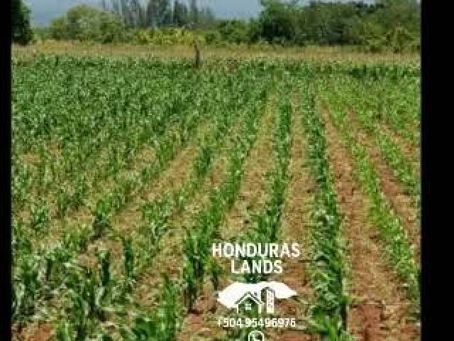 #8 - Área para Venta en Comayagua - Comayagua