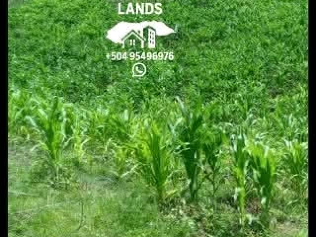 #34 - Área para Venta en San Pedro Sula - Cortés