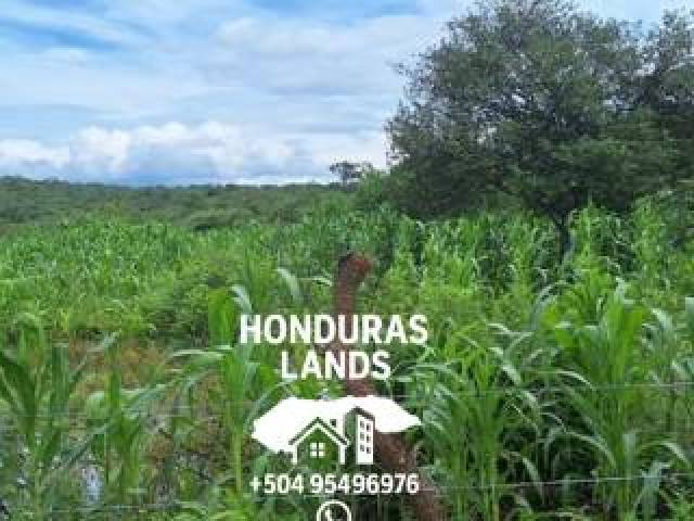 #43 - Área para Venta en San Pedro Sula - Cortés