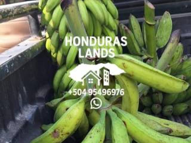 #46 - Quinta para Venta en San Pedro Sula - Cortés