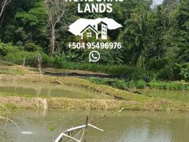 #65 - Área para Venta en San Pedro Sula - Cortés